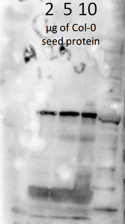 western blot using anti-ABI5 antibodies